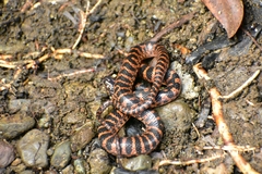 Leptodeira rubricata