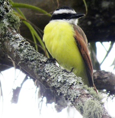 Pitangus sulphuratus