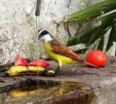 Pitangus sulphuratus