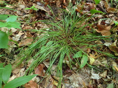 Carex oligocarpa