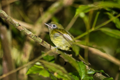 Rhynchocyclus brevirostris