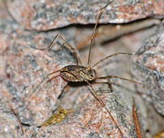 Platybunus pinetorum