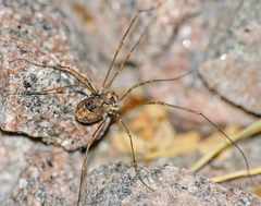 Platybunus pinetorum