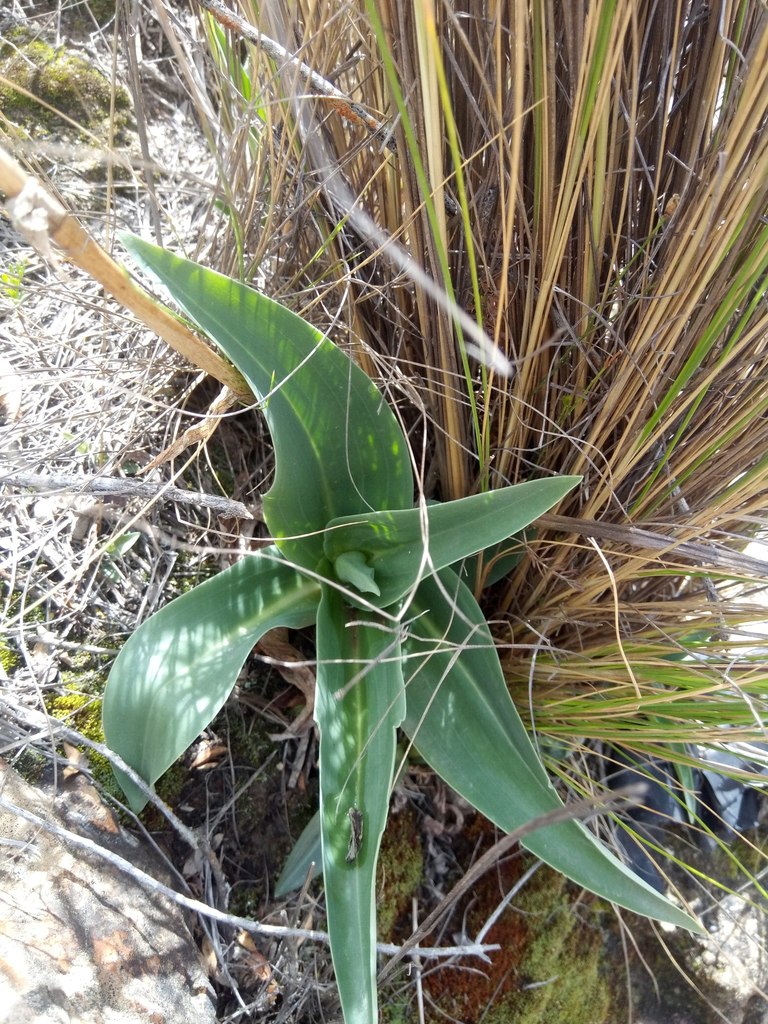 Aa weddelliana