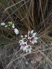 Nothoscordum andicola