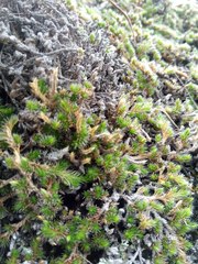 Selaginella peruviana