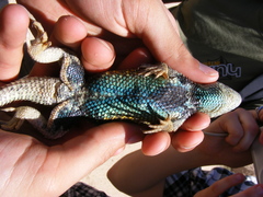 Sceloporus uniformis