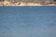 Aechmophorus clarkii