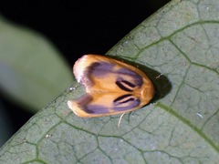 Trischalis subaurana