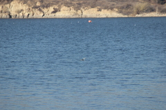 Aechmophorus clarkii