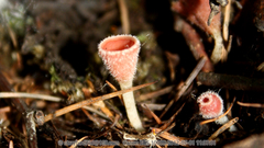 Microstoma floccosum