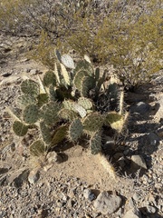 Opuntia arizonica