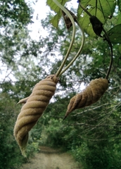 Helicteres baruensis