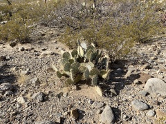 Opuntia arizonica