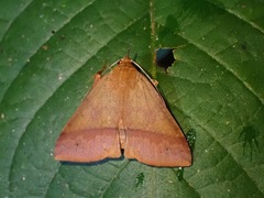 Ugia serrilinea