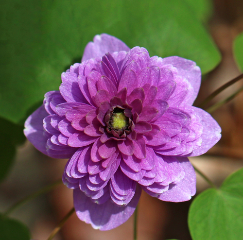 Thalictrum thalictroides