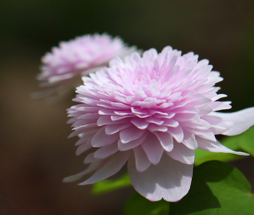 Thalictrum thalictroides