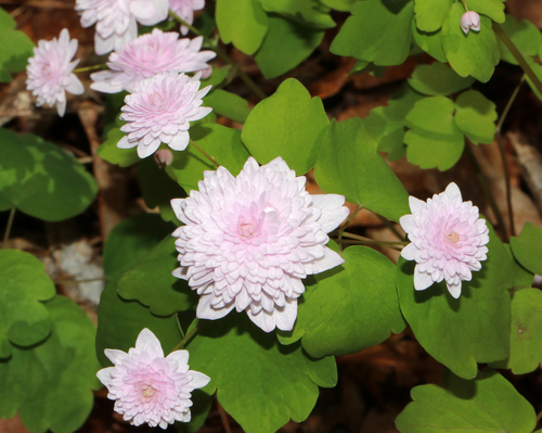Thalictrum thalictroides