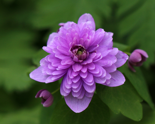 Thalictrum thalictroides