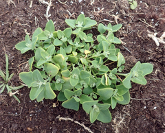 Chenopodium trigonon trigonon