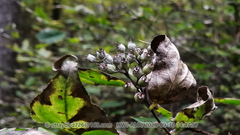 Erysiphe deutziicola