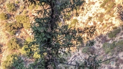 Pseudotsuga macrocarpa