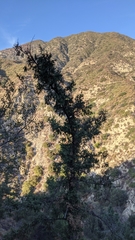 Pseudotsuga macrocarpa