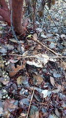 Tricholoma manzanitae