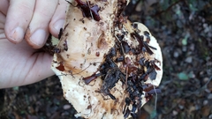 Tricholoma manzanitae