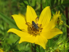 Coelioxys sayi