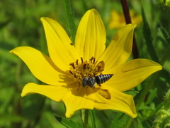 Coelioxys sayi