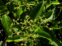 Hippocratea volubilis