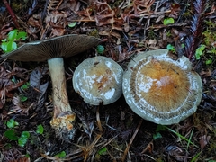 Cortinarius glaucocephalus