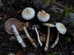 Cortinarius oregonensis