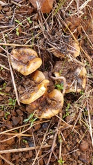 Pholiota brunnescens