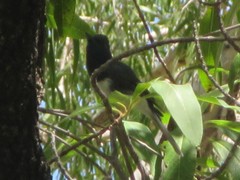 Myiagra rubecula