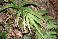 Pteris umbrosa