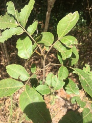 Alectryon semicinereus