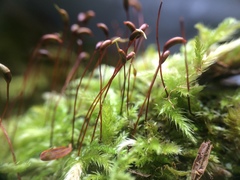 Brachythecium falcatum