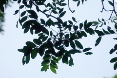 Zanthoxylum brachyacanthum