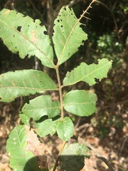 Alectryon semicinereus