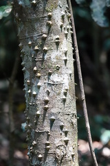 Zanthoxylum brachyacanthum