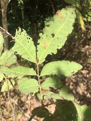 Alectryon semicinereus