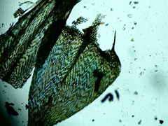 Brachythecium falcatum