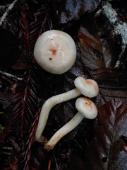 Hygrophorus pusillus