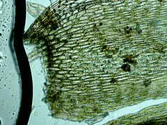 Brachythecium falcatum