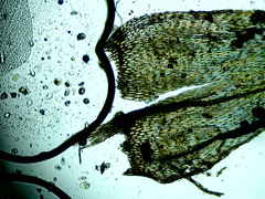 Brachythecium falcatum