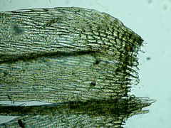 Brachythecium falcatum