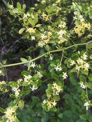 Everistia vacciniifolia nervosa