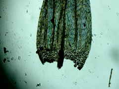 Brachythecium falcatum